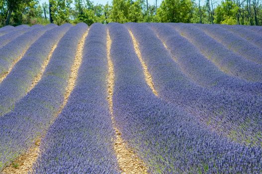 cultivation of lavender flowers in Provence in the south of France. summer scent on the Valensole plateau