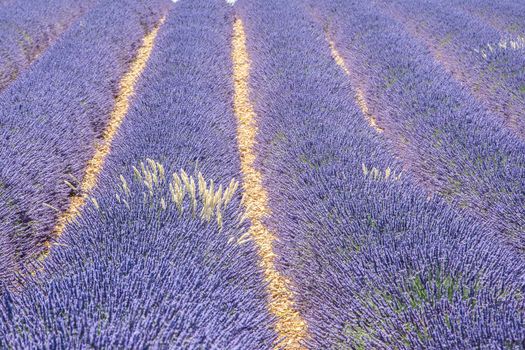 cultivation of lavender flowers in Provence in the south of France. summer scent on the Valensole plateau