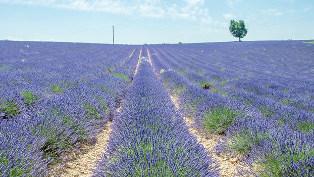 cultivation of lavender flowers in Provence in the south of France. summer scent on the Valensole plateau