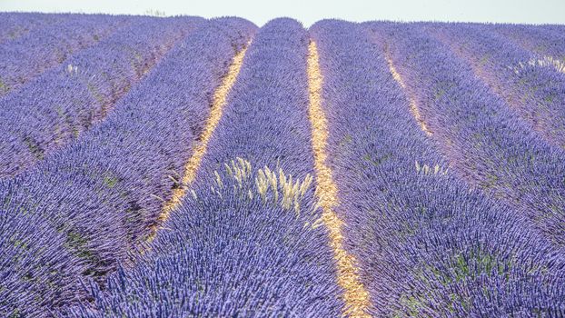 cultivation of lavender flowers in Provence in the south of France. summer scent on the Valensole plateau