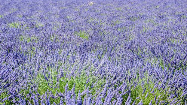 cultivation of lavender flowers in Provence in the south of France. summer scent on the Valensole plateau