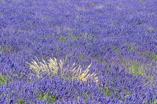 cultivation of lavender flowers in Provence in the south of France. summer scent on the Valensole plateau
