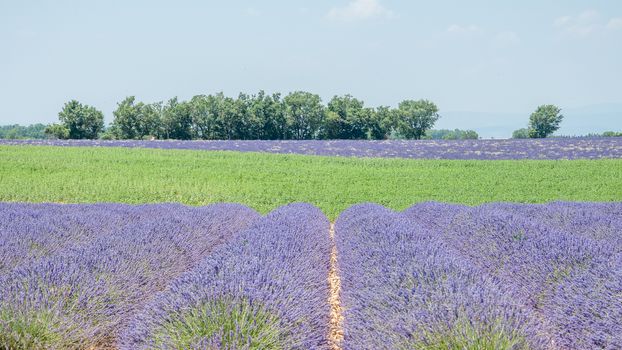 cultivation of lavender flowers in Provence in the south of France. summer scent on the Valensole plateau