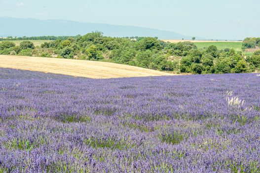 cultivation of lavender flowers in Provence in the south of France. summer scent on the Valensole plateau