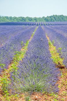 cultivation of lavender flowers in Provence in the south of France. summer scent on the Valensole plateau