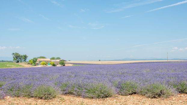 cultivation of lavender flowers in Provence in the south of France. summer scent on the Valensole plateau