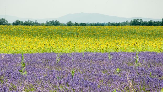 cultivation of lavender flowers in Provence in the south of France. summer scent on the Valensole plateau