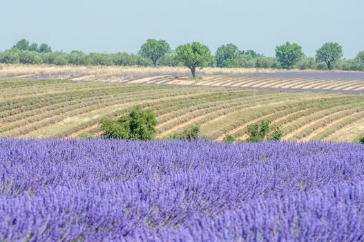 cultivation of lavender flowers in Provence in the south of France. summer scent on the Valensole plateau