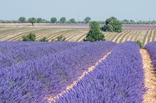 cultivation of lavender flowers in Provence in the south of France. summer scent on the Valensole plateau