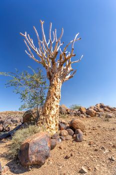 Aloidendron dichotomum, Aloe dichotoma, the quiver tree or kokerboom, species of succulent plant, indigenous to Southern Africa, and parts of Southern Namibia.