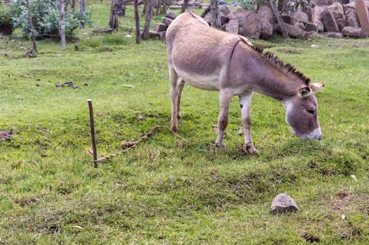 Donkey in the wild near Aberdare Park in Central Kenya in Africa