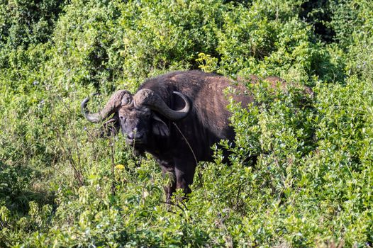 Buffalo in the forest of Aberdare Park in central Kenya