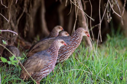 Yellow-necked Francolin (Francolin leucocephalus) in Nairobi National Park, Kenya