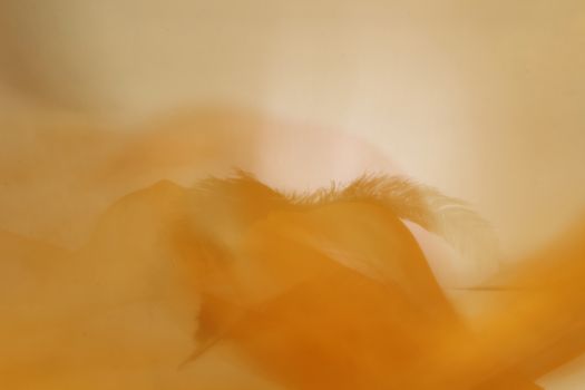 Orange back ground for various designs with copy space