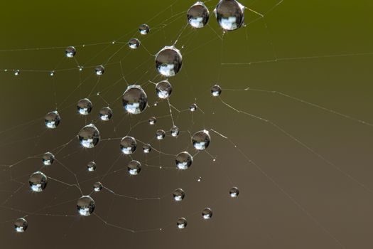 Spider Web with water droplet. Photo taken early morning during sunrise with copy space