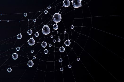 Spider Web with water droplet. Photo taken early morning during sunrise with copy space