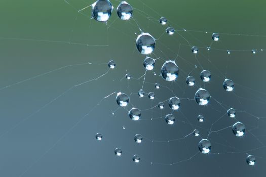 Spider Web with water droplet. Photo taken early morning during sunrise with copy space