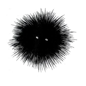 Black and white sea urchin doodle sketch illustration. Underwater world. Hand-drawn sea and ocean animals. Fish silhouette on a white background.