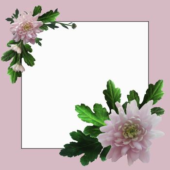 Pale-pink square frame with pink chrysanthemums and green leaves and twigs with white space for text.