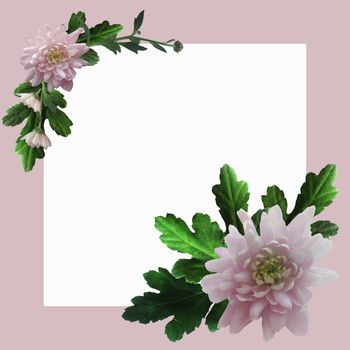 Pale pink square frame with pink chrysanthemums and green leaves and twigs with white space for text.