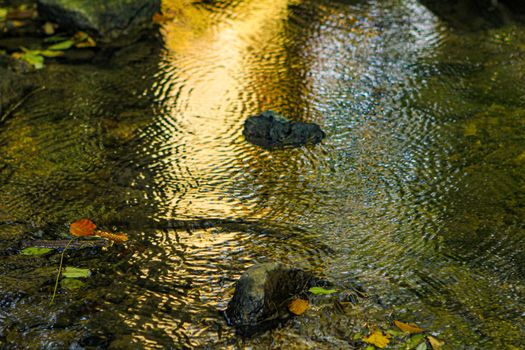 water with sun reflection with circles with rings in water