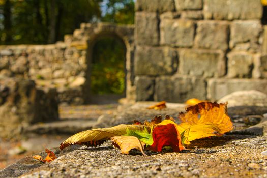 leaves on ground