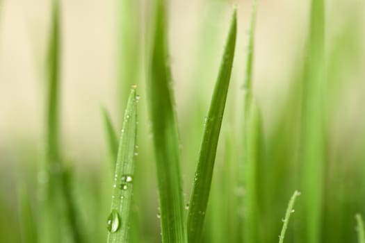 Green grass with water drops. Close up with light background