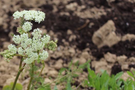 The picture shows sweet cicely in the garden