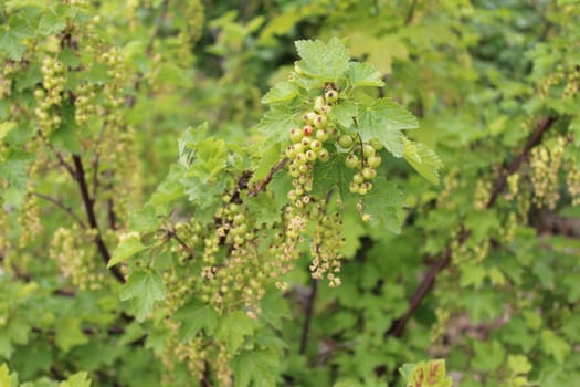 The picture shows unripe currant in the spring