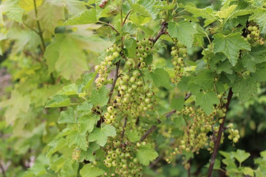 The picture shows unripe currant in the spring