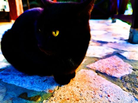 Black cat with yellow eyes illustration. Digital paint.