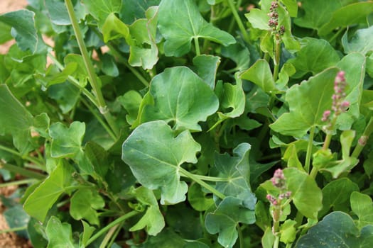 The picture shows french sorrel in the garden