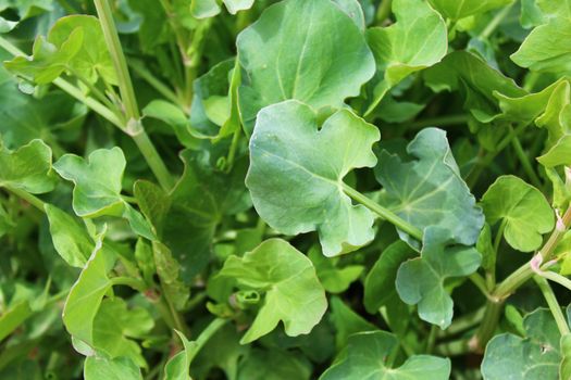 The picture shows french sorrel in the garden