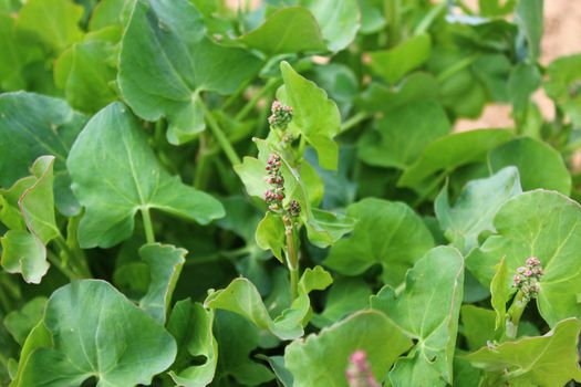 The picture shows french sorrel in the garden