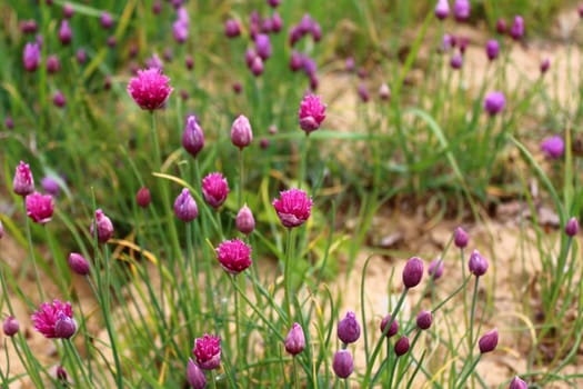 The picture shows a chive field in the garden