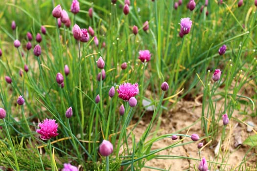 The picture shows a chive field in the garden