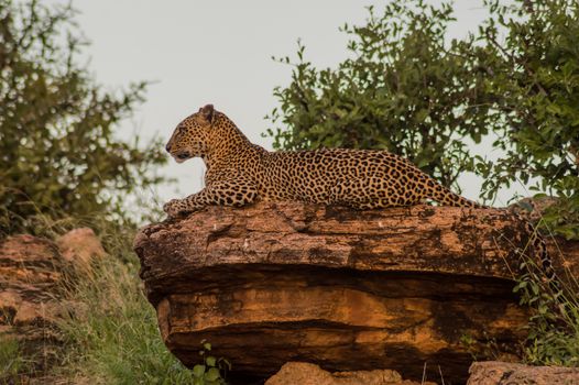 A leopard bathing on a rock in Samburu Park in central Kenya