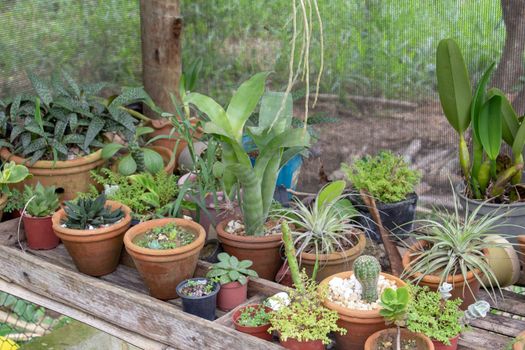 Little garden inside a greenhouse full of cactus, plants and succulents