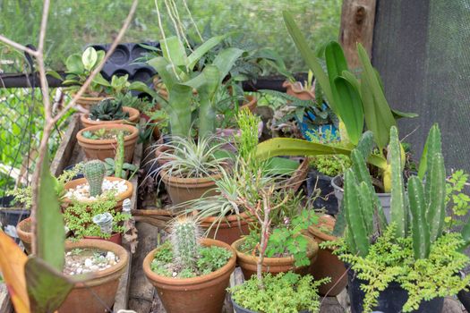 Little garden inside a greenhouse full of cactus, plants and succulents