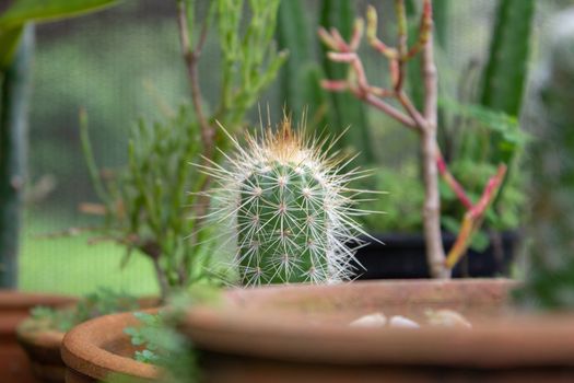 Little cactus full of thorns on a greenhouse, with other plants and clay pots