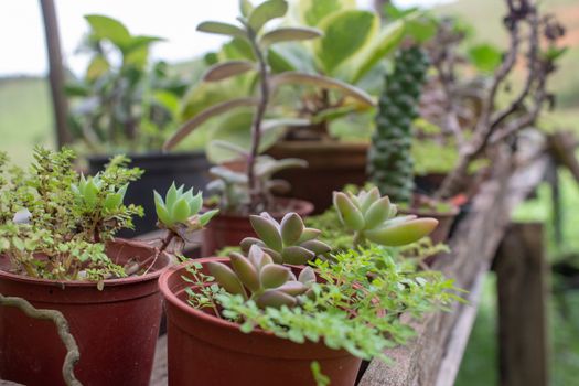 Little garden inside a greenhouse full of cactus, plants and succulents