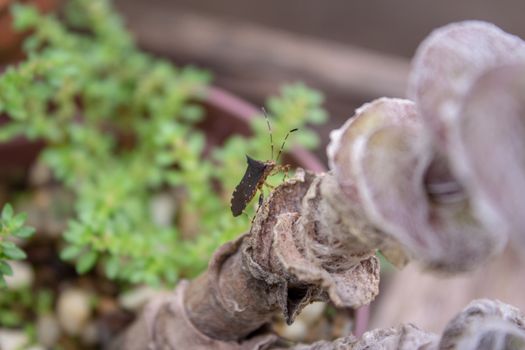 Insect on a small plant of a greenhouse