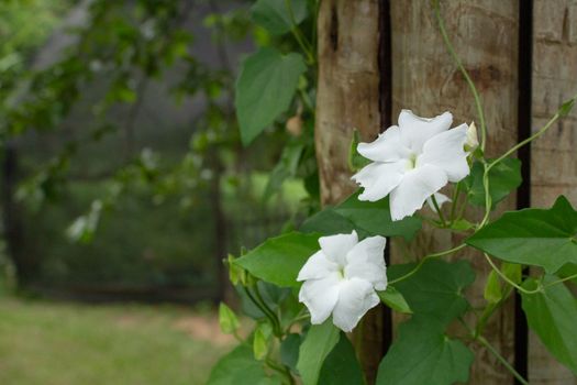 White flowers on a wooden post on the outside of a greenhouse