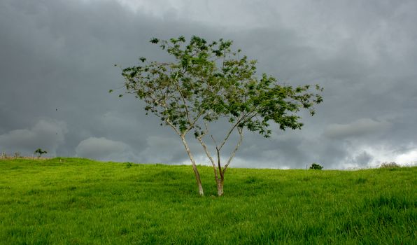 Single tree on a stormy day in a green grass field