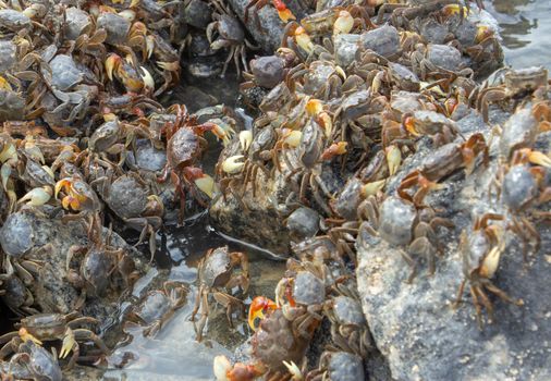 A crowd of crabs on a beach rocky shore