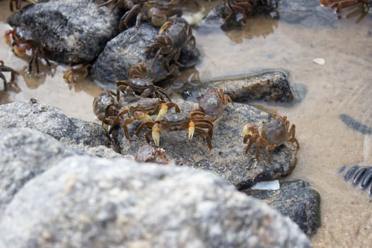 A group of small crabs on the rocks of a beach