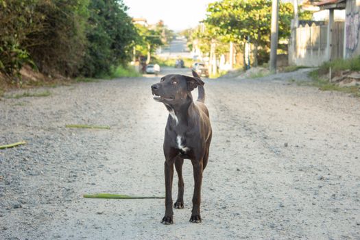 Black dog walking on a gravel road in the city