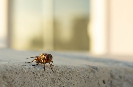 A fly resting on a concrete wall during the sunset