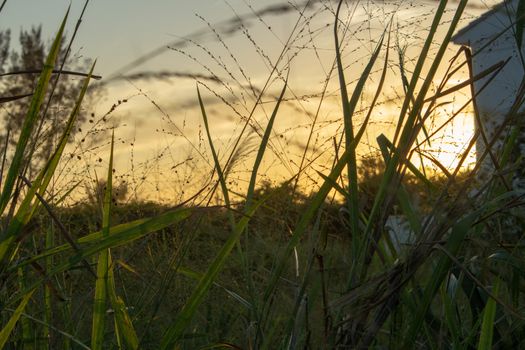 A sunset behind a house with tall grass on the foreground