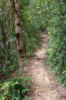 Pathway on Transcarioca Trail at Tijuca Forest, Rio de Janeiro